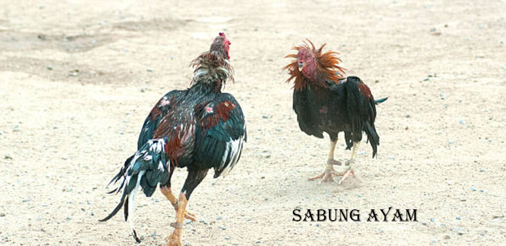 Main Mudah Dan Aman Di Game Sabung Ayam Judi